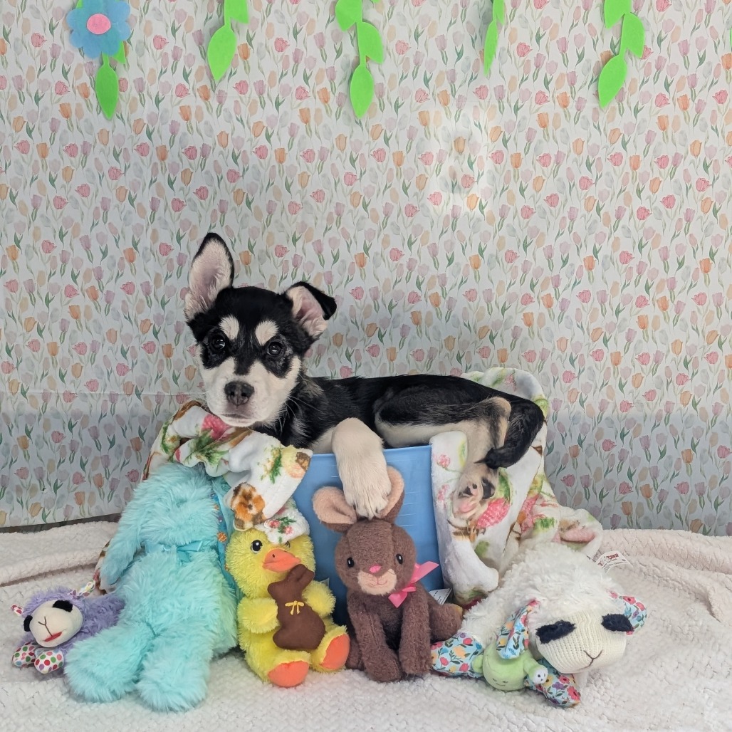 Moguls — thumbnail 3