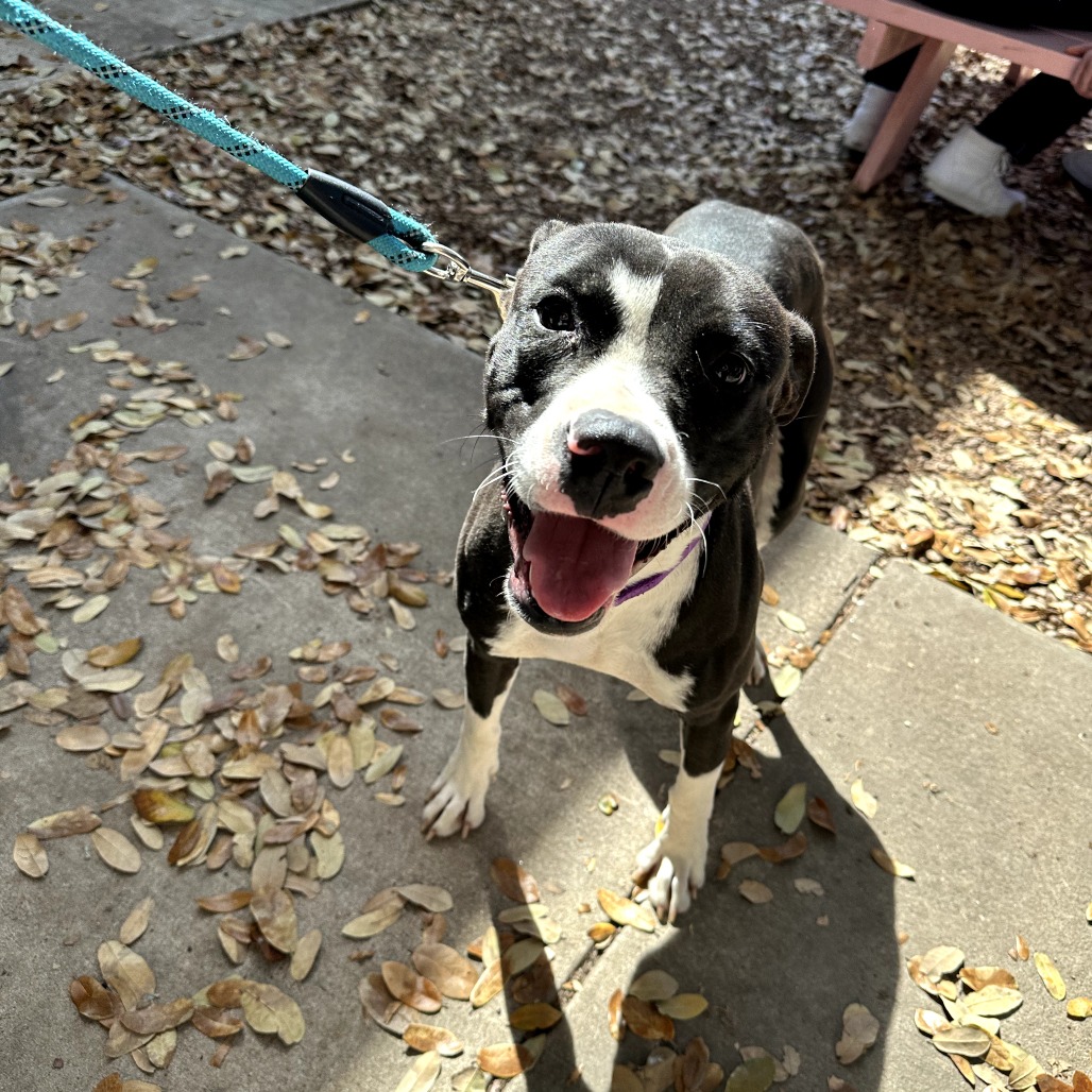 Bettles — thumbnail 7