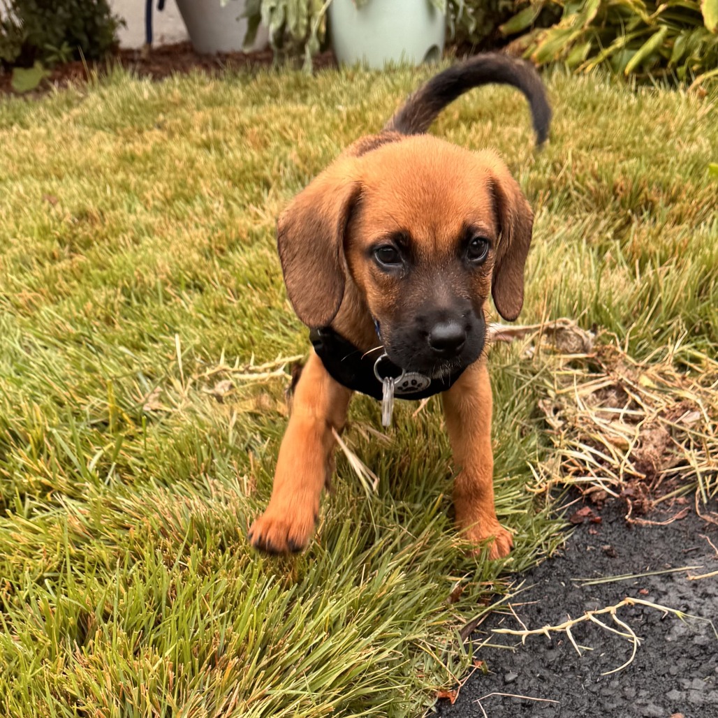 Frankie, photo 5