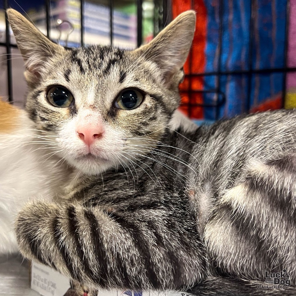 COWBOY - Domestic Shorthair available for adoption