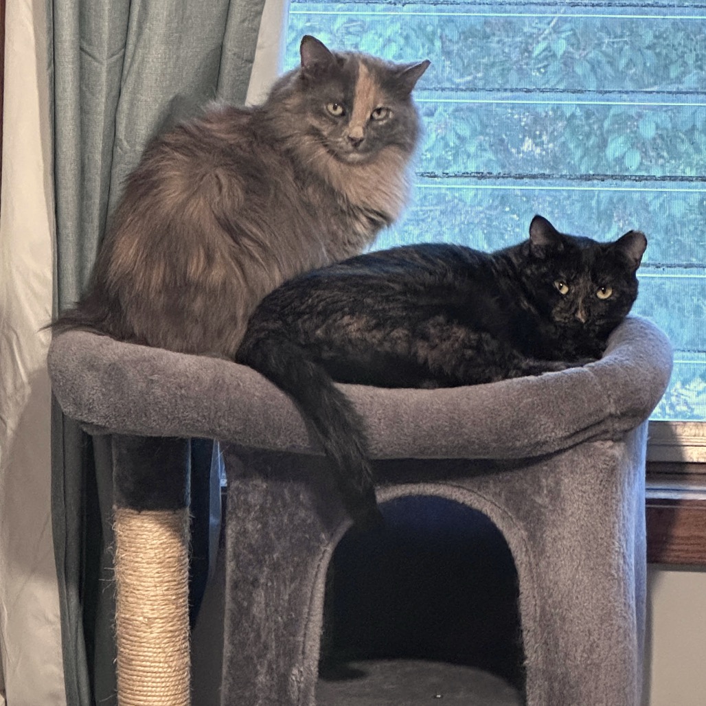 Goldie C3528 Bonded to Katelyn