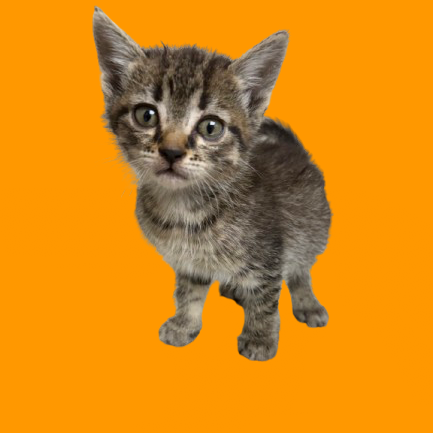 Tusc Stray 82120