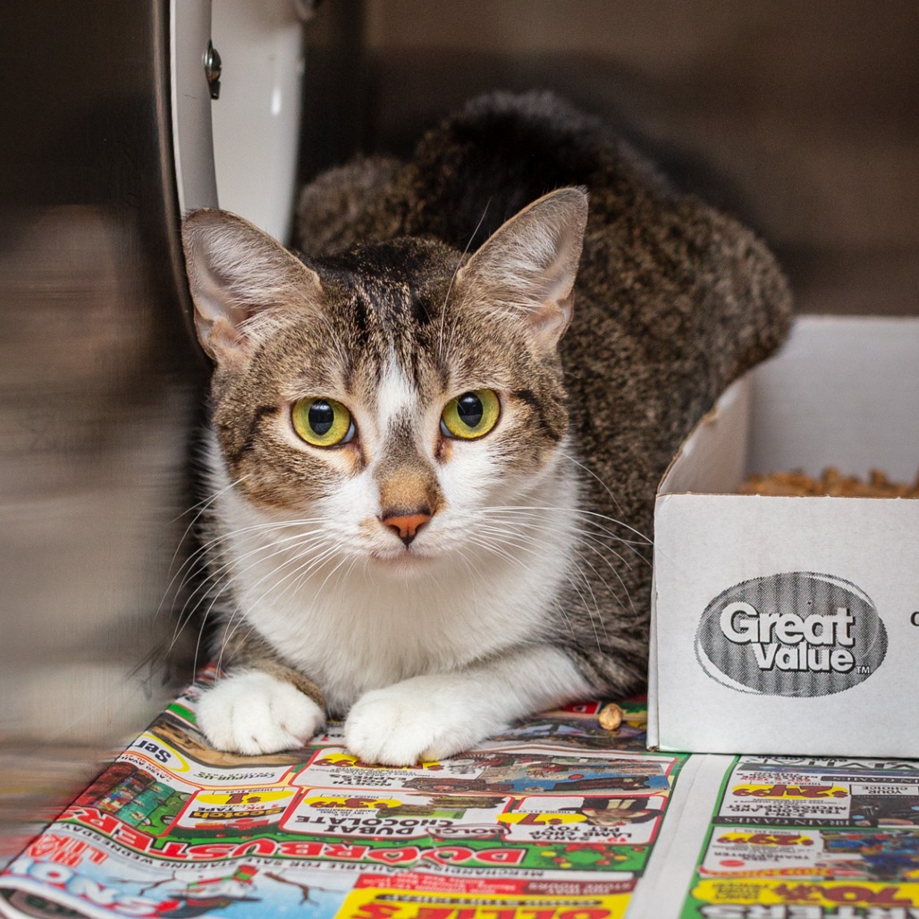 ROSIE THE CAT - Domestic Shorthair / Mix available for adoption