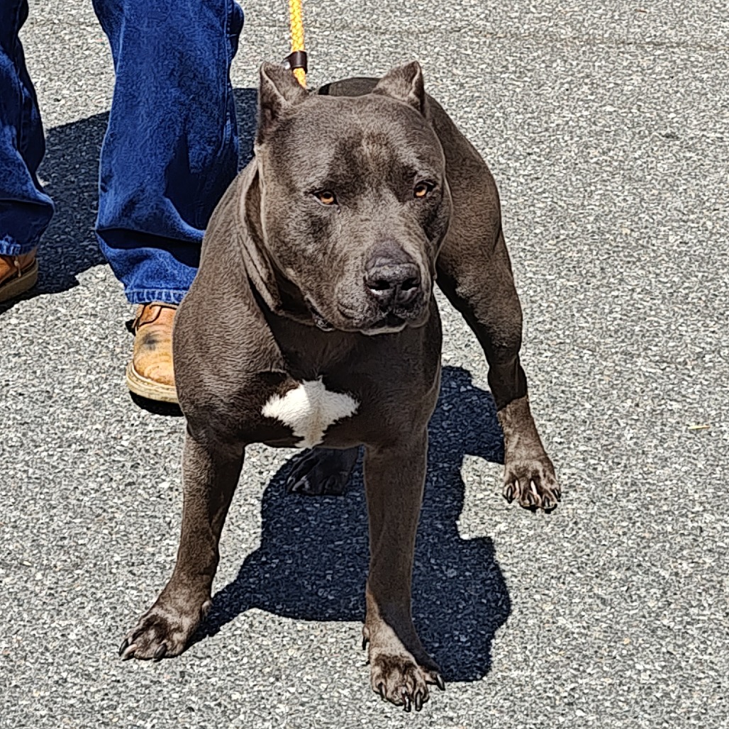 THOR, photo 3