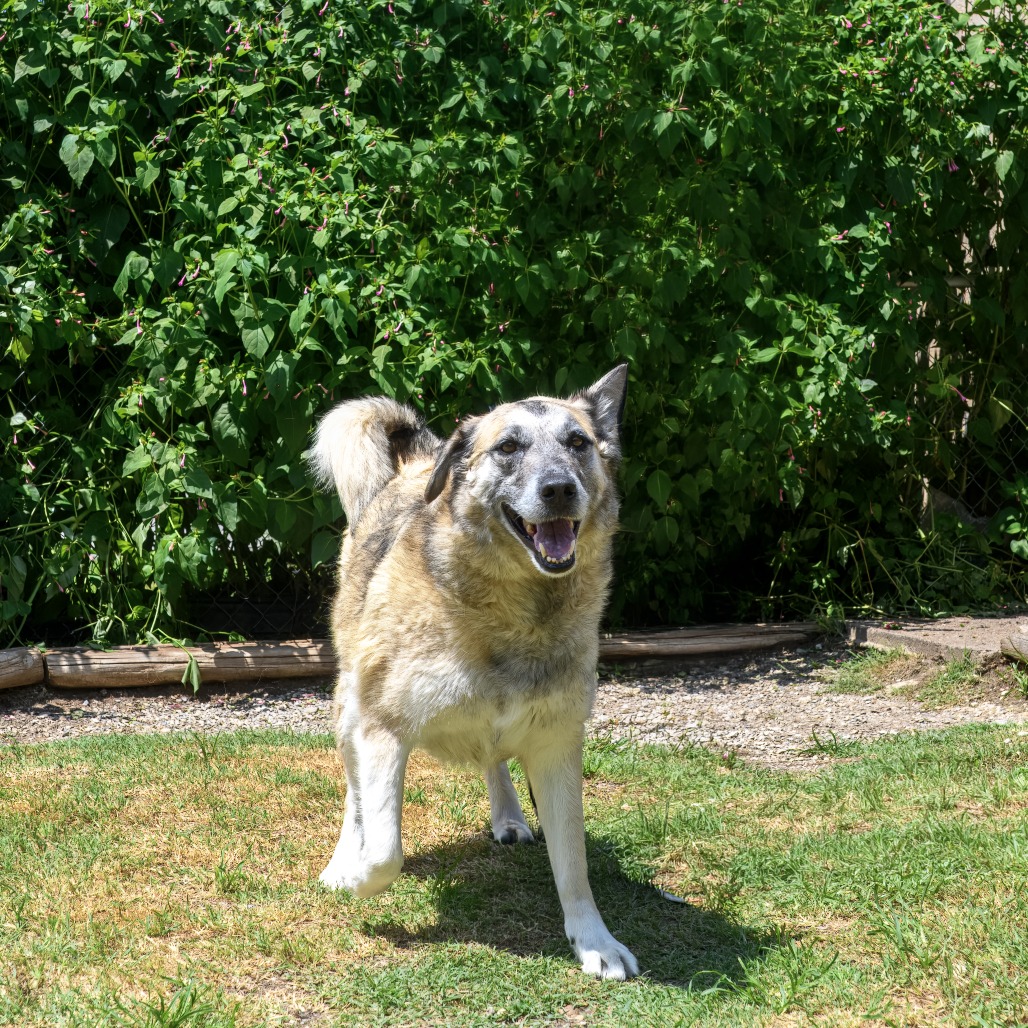 Samson, photo 11