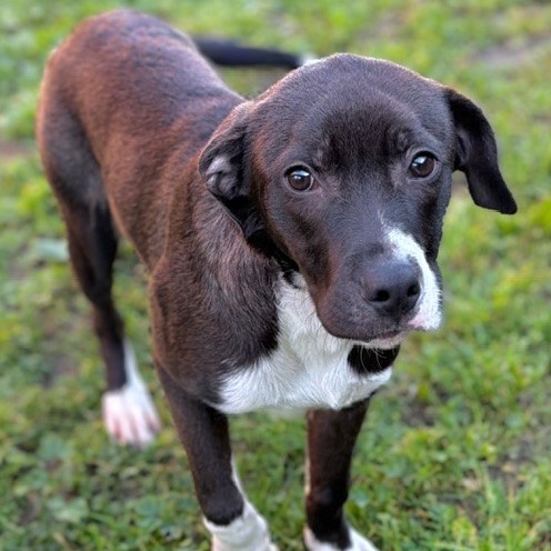 Kennel#30 Rover's preview photo