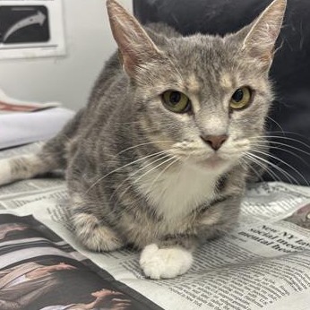 BLU - Domestic Shorthair available for adoption
