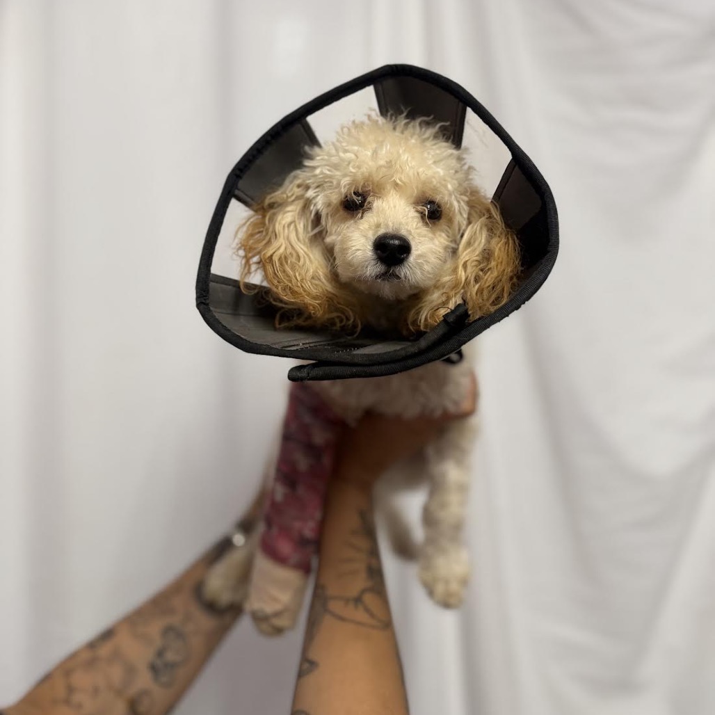 Minnie Winnie