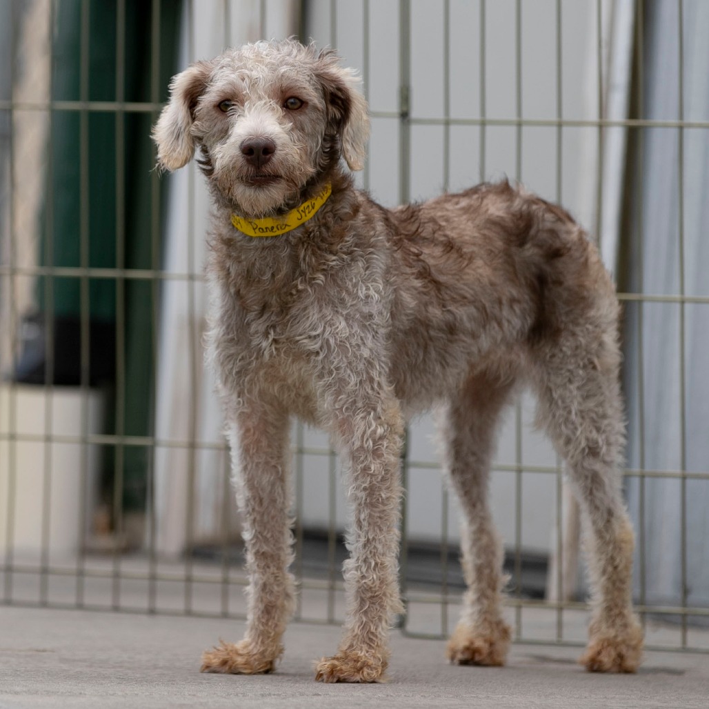 PANERA (JY26-115) - Schnauzer, Miniature / Poodle, Miniature available for adoption