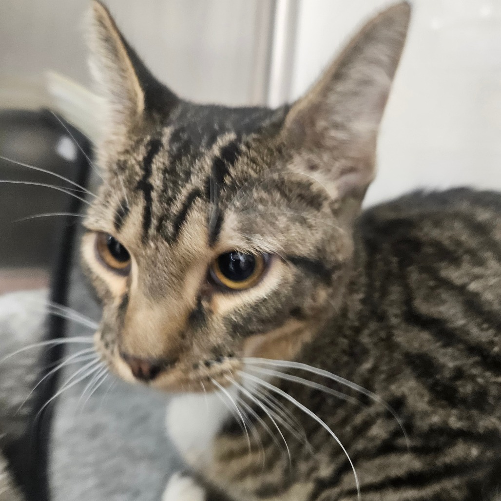 HICKORY - Domestic Shorthair available for adoption