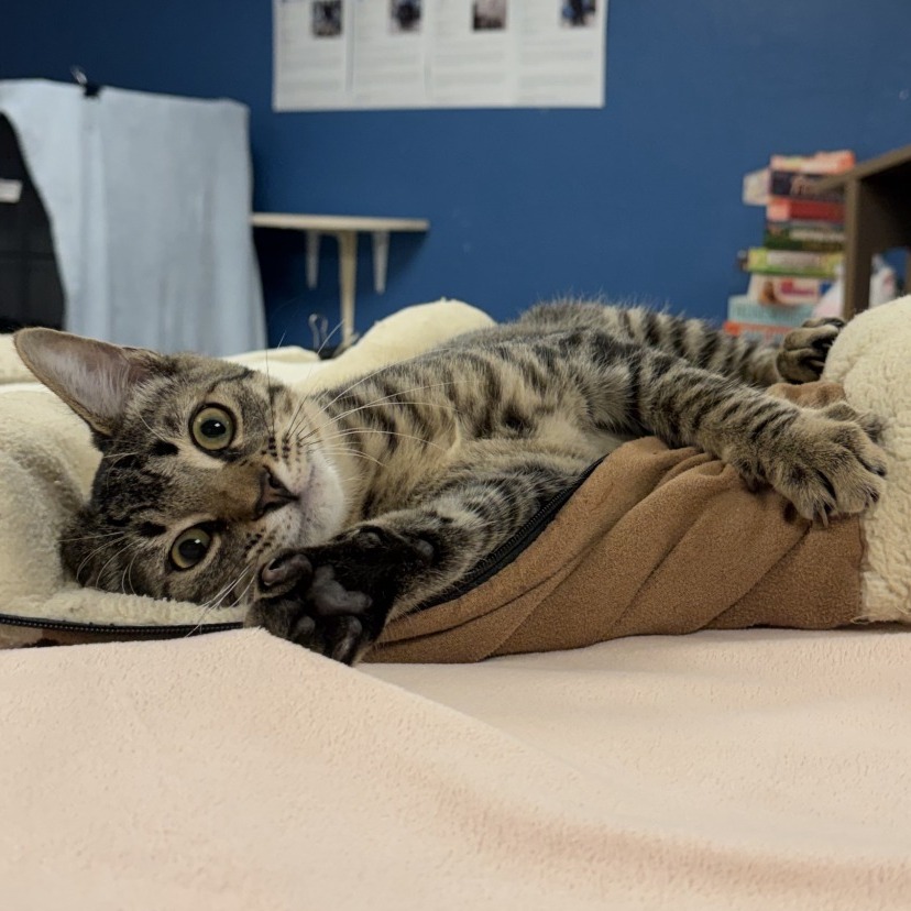 EMMETT - Domestic Shorthair available for adoption