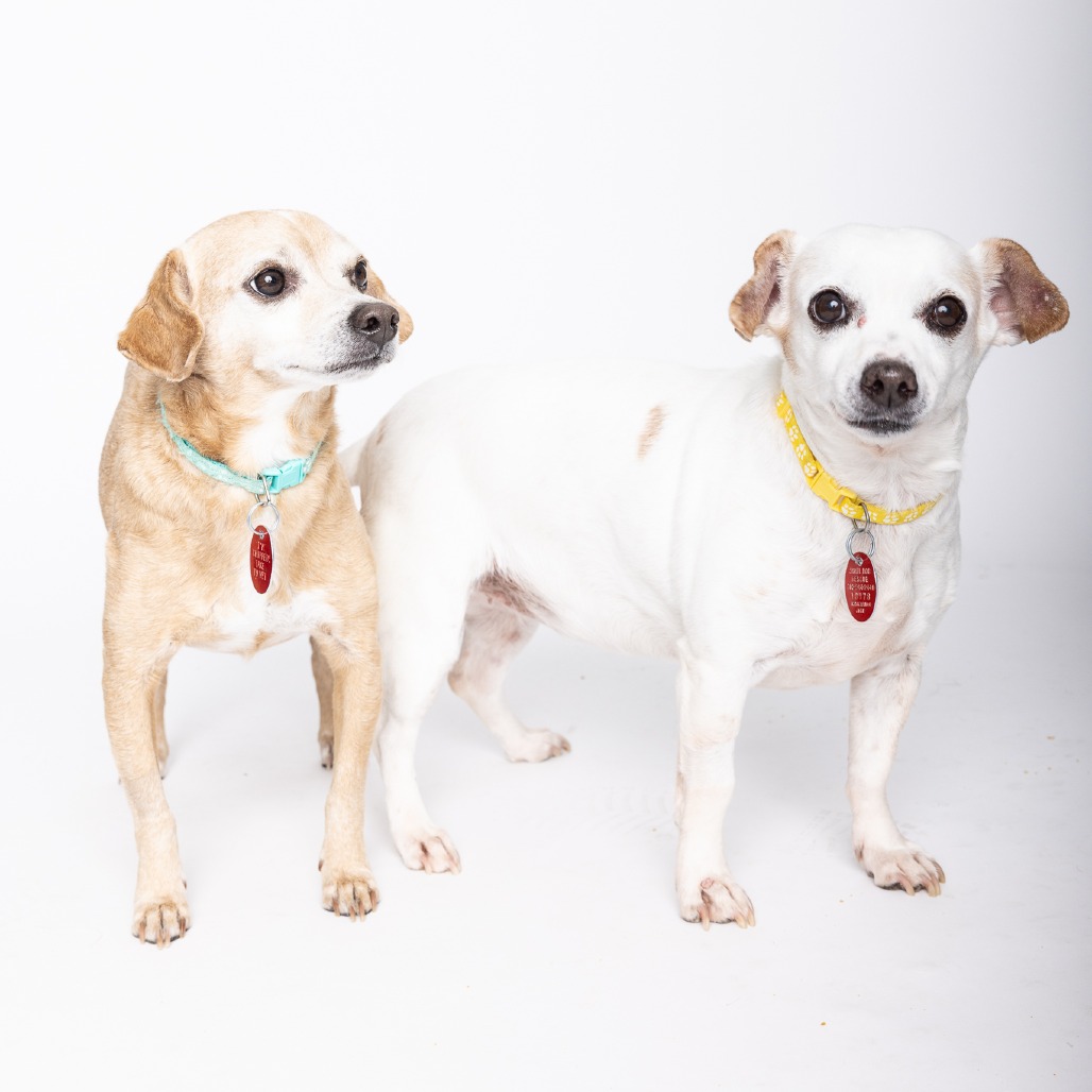 Bruno Bonded with Bailey