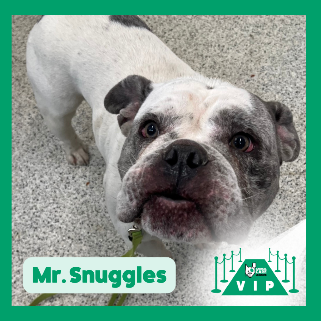 Mr. Snuggles — thumbnail 2