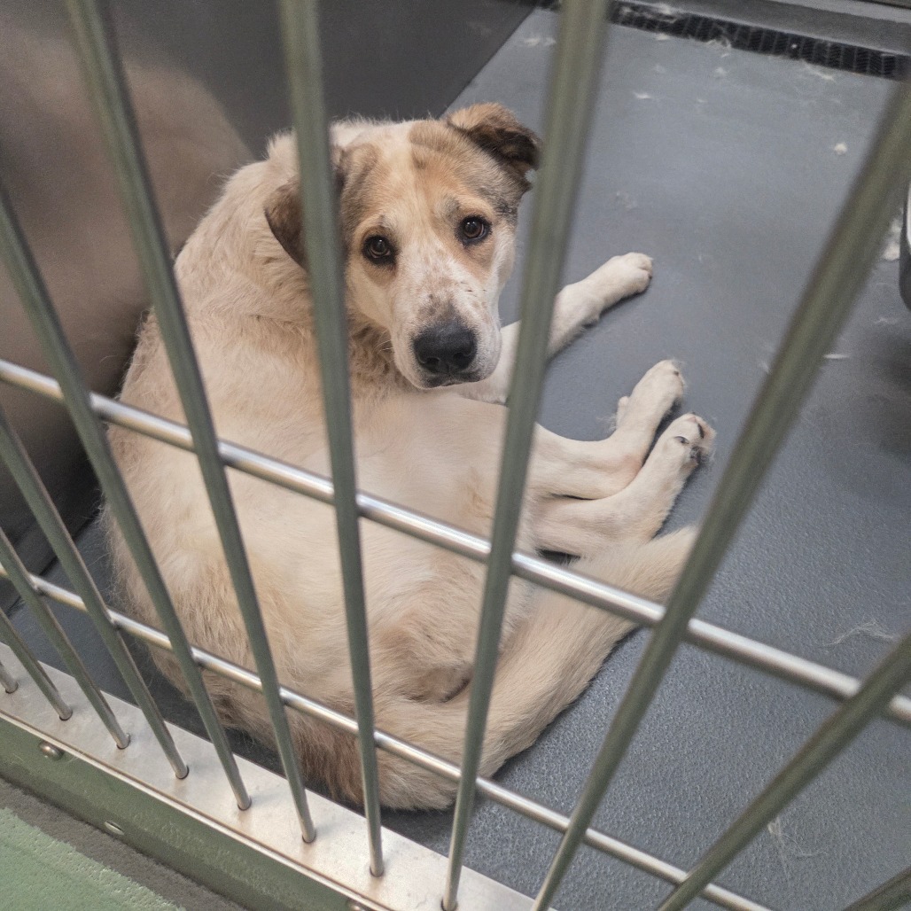 Jello — thumbnail 4