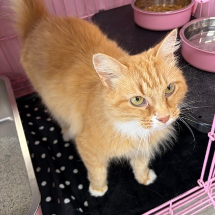BREADSTICK - Domestic Longhair available for adoption