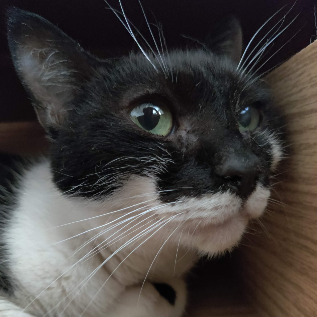 Coco Chanel, photo 2