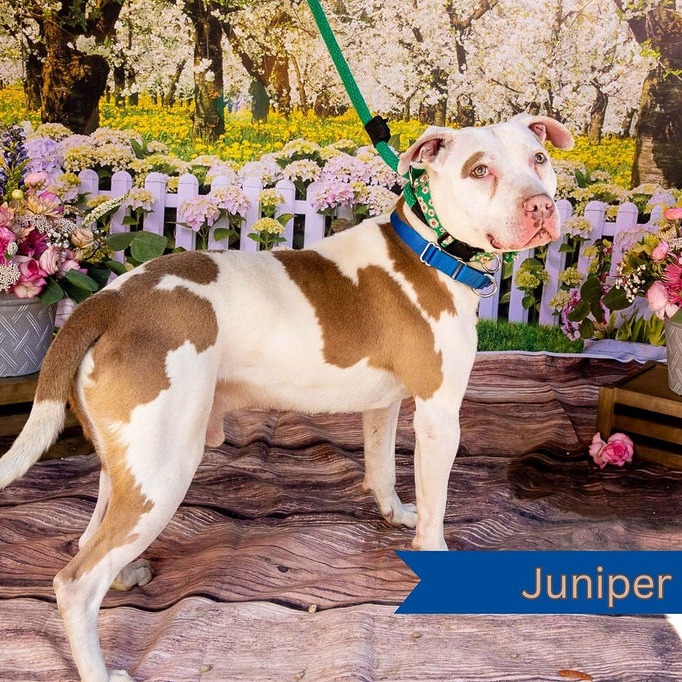 Juniper