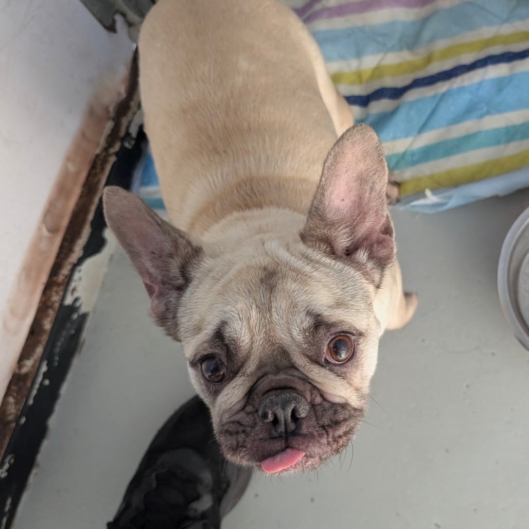 Cinnaboom — thumbnail 2