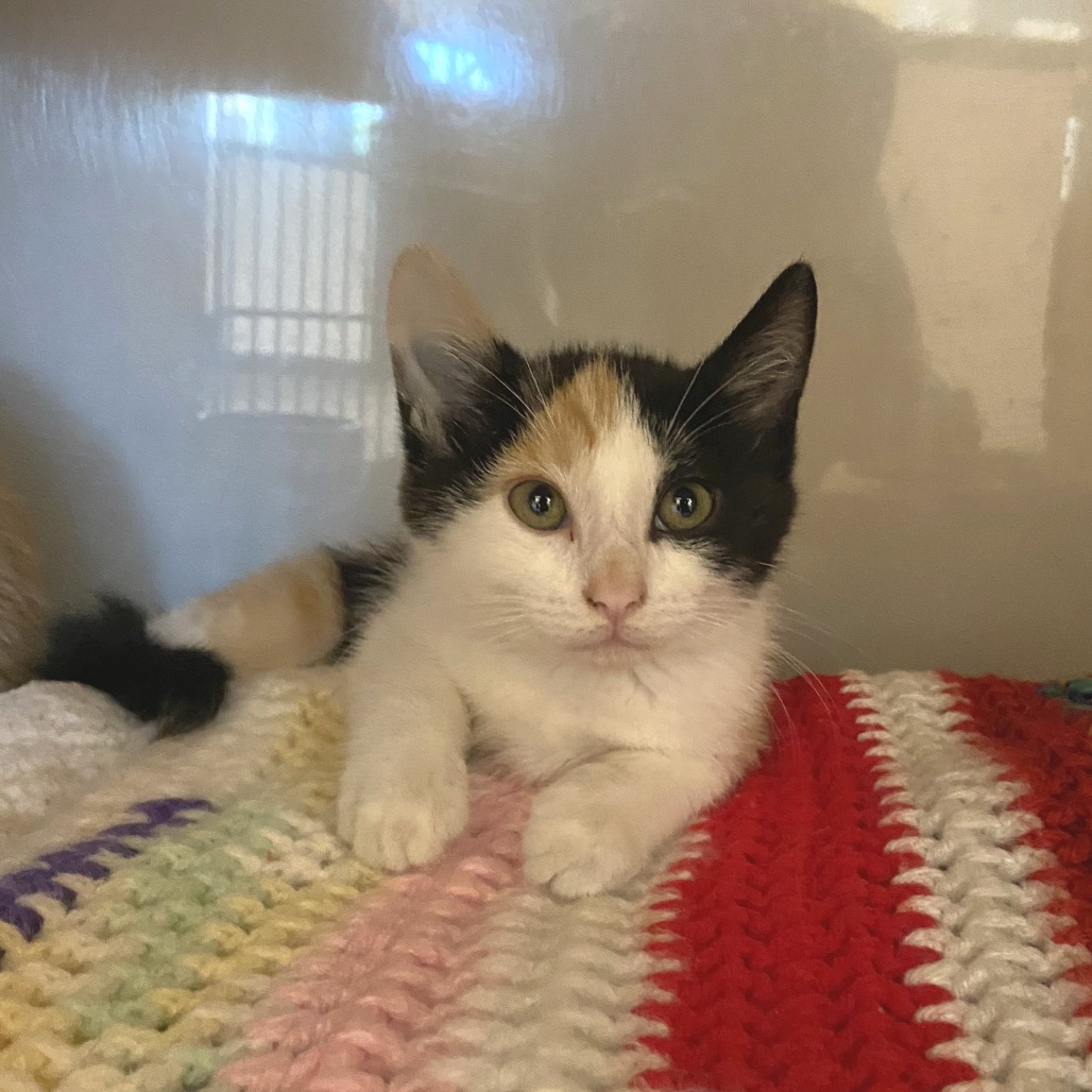 PAM - Domestic Shorthair available for adoption