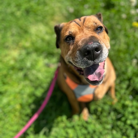 Zoey, photo 9