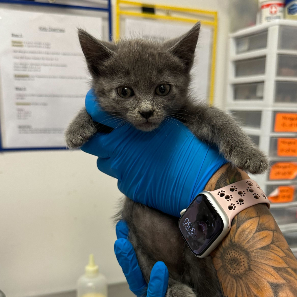 Yara Grey Y1, available for adoption at PVAS