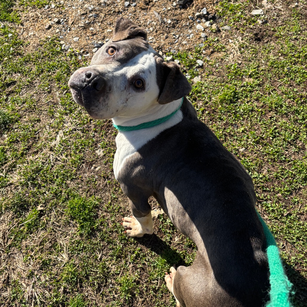 Dino Nugget — thumbnail 5