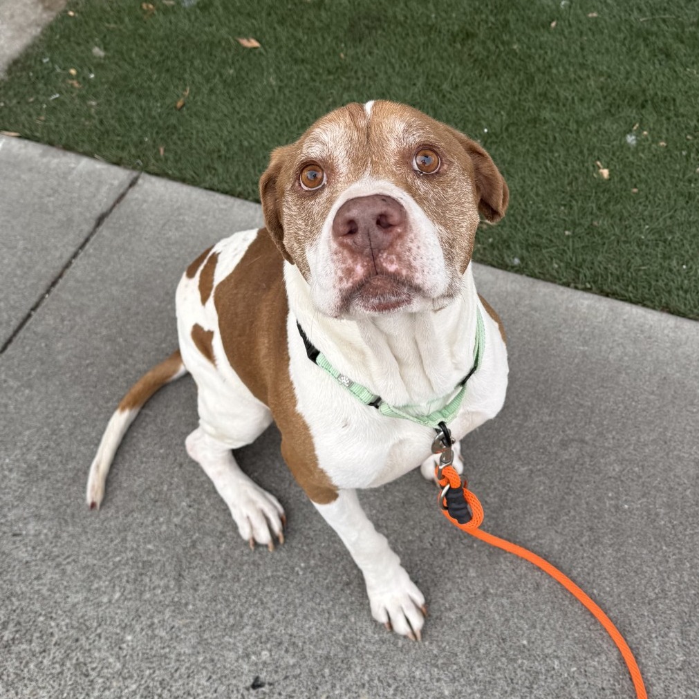 Pit Bull