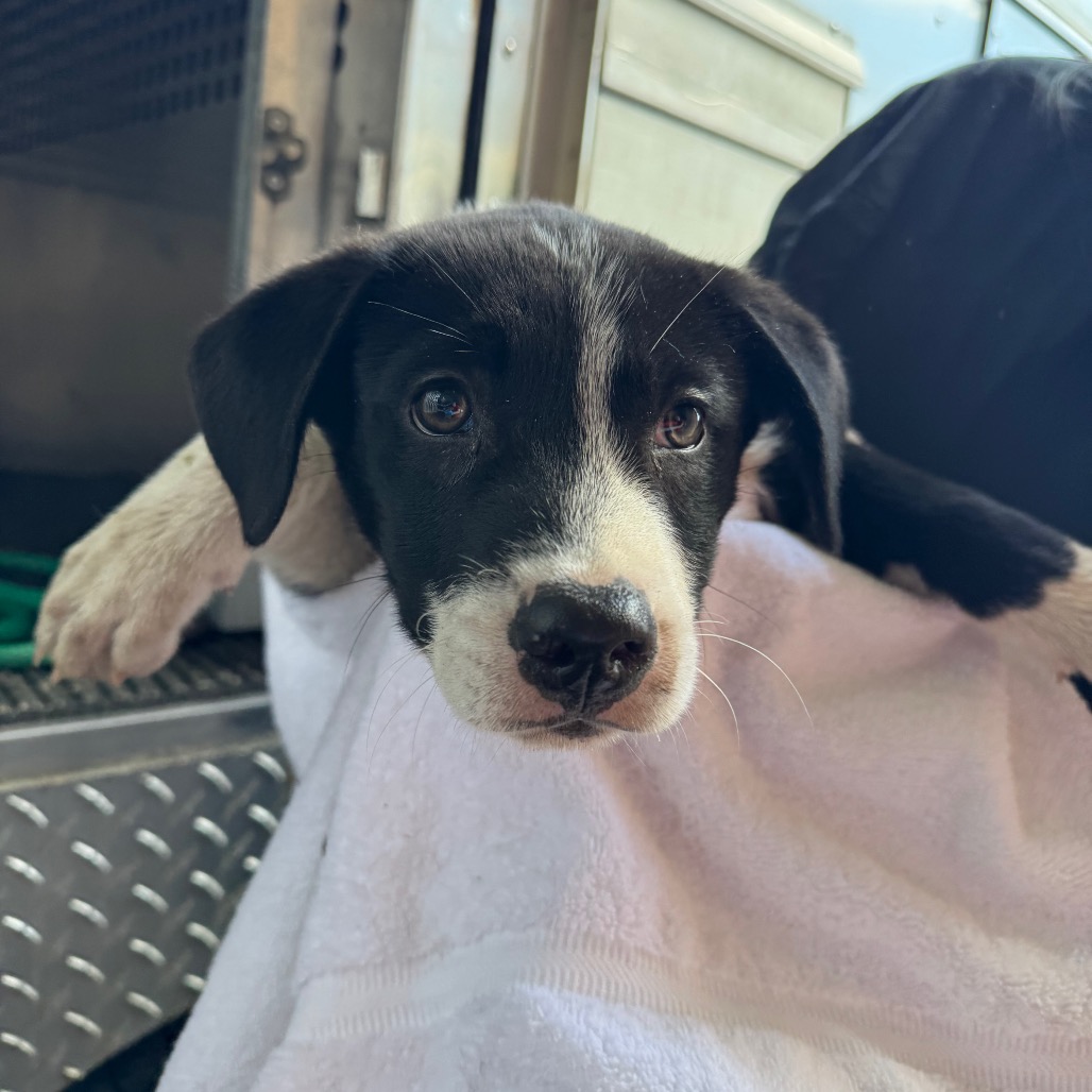 Colin - Collie for adoption in Alabama