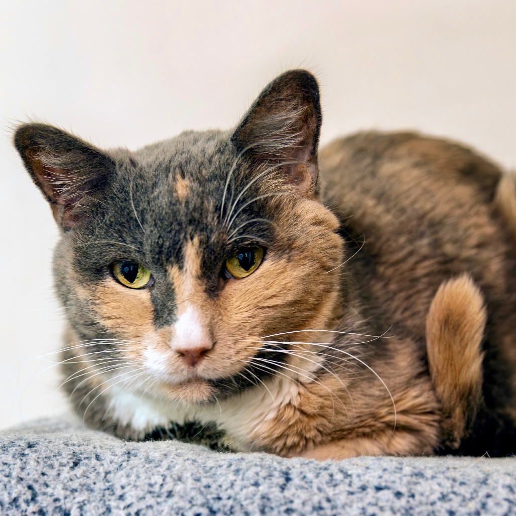 AGNES - Domestic Shorthair available for adoption