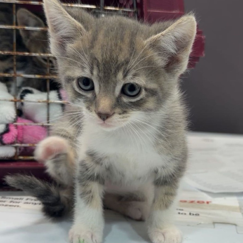 Maverick — thumbnail 2