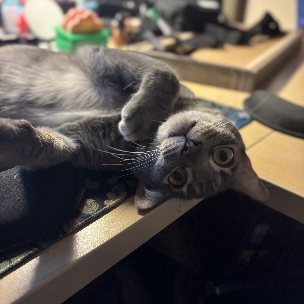 LUCY - Domestic Shorthair for adoption in Mesa