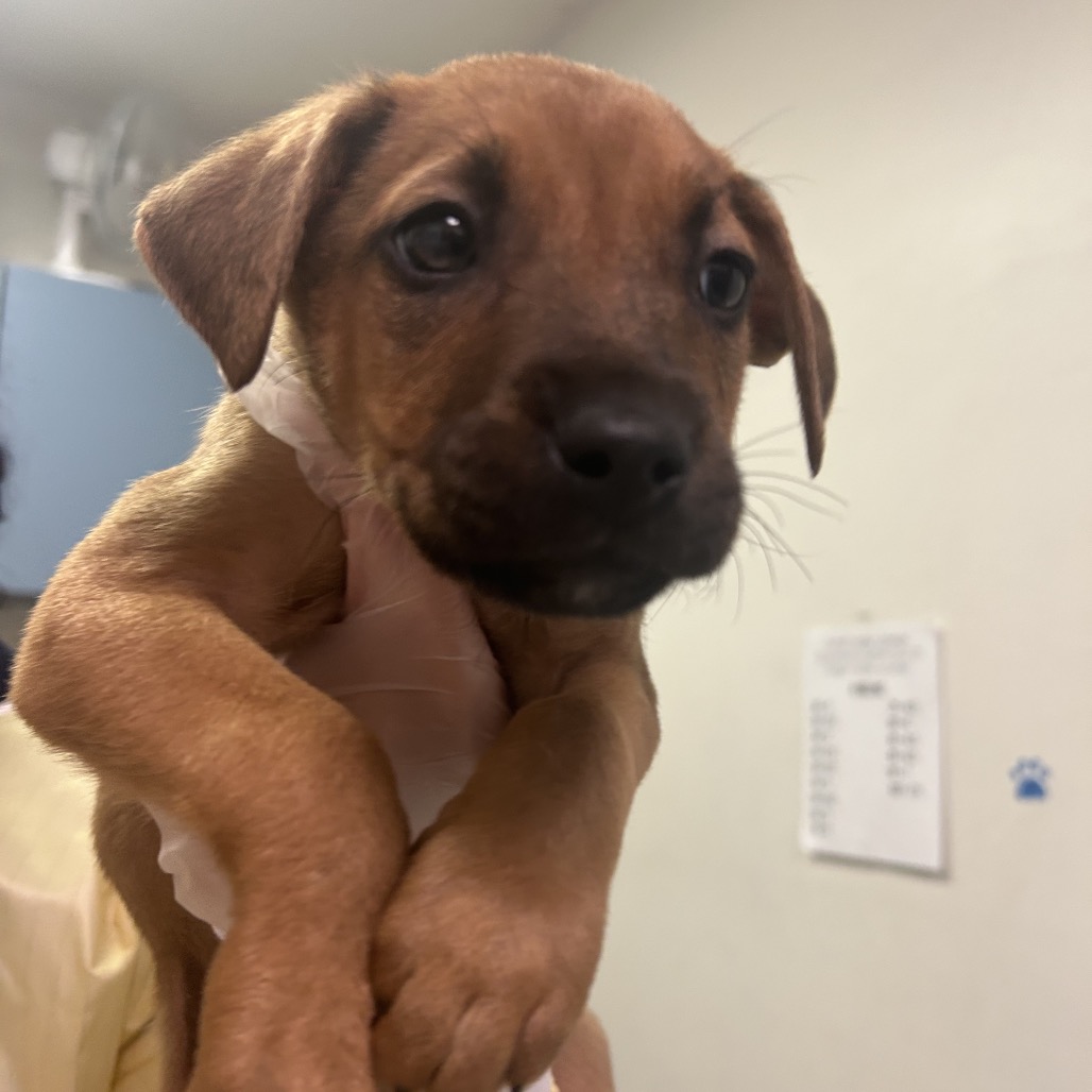 Mamushi — thumbnail 3