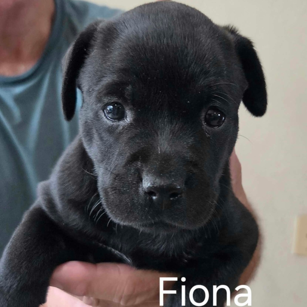 Fiona