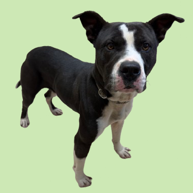  Photo of TUSC-Stray-82834