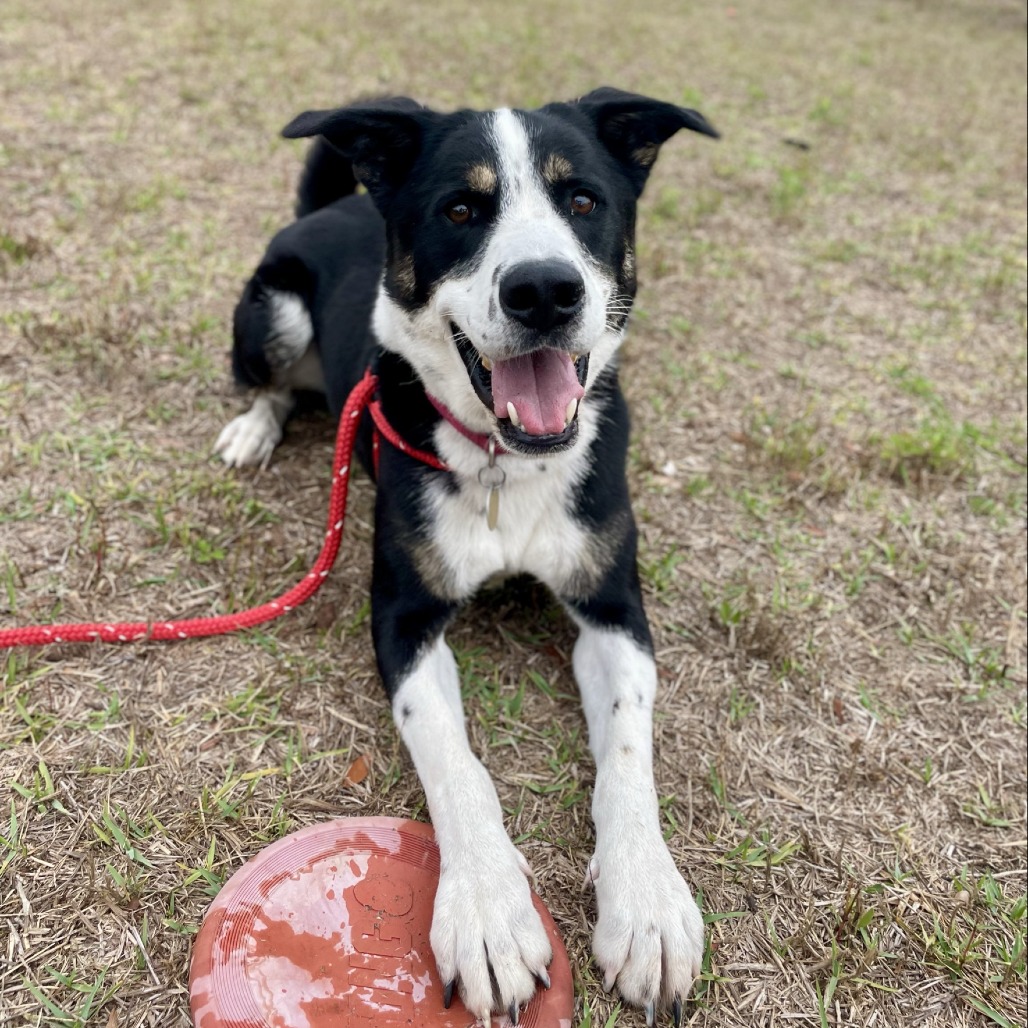 Waylen is available for adoption at Alaqua Animal Refuge