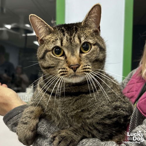 CLEO - Domestic Shorthair available for adoption
