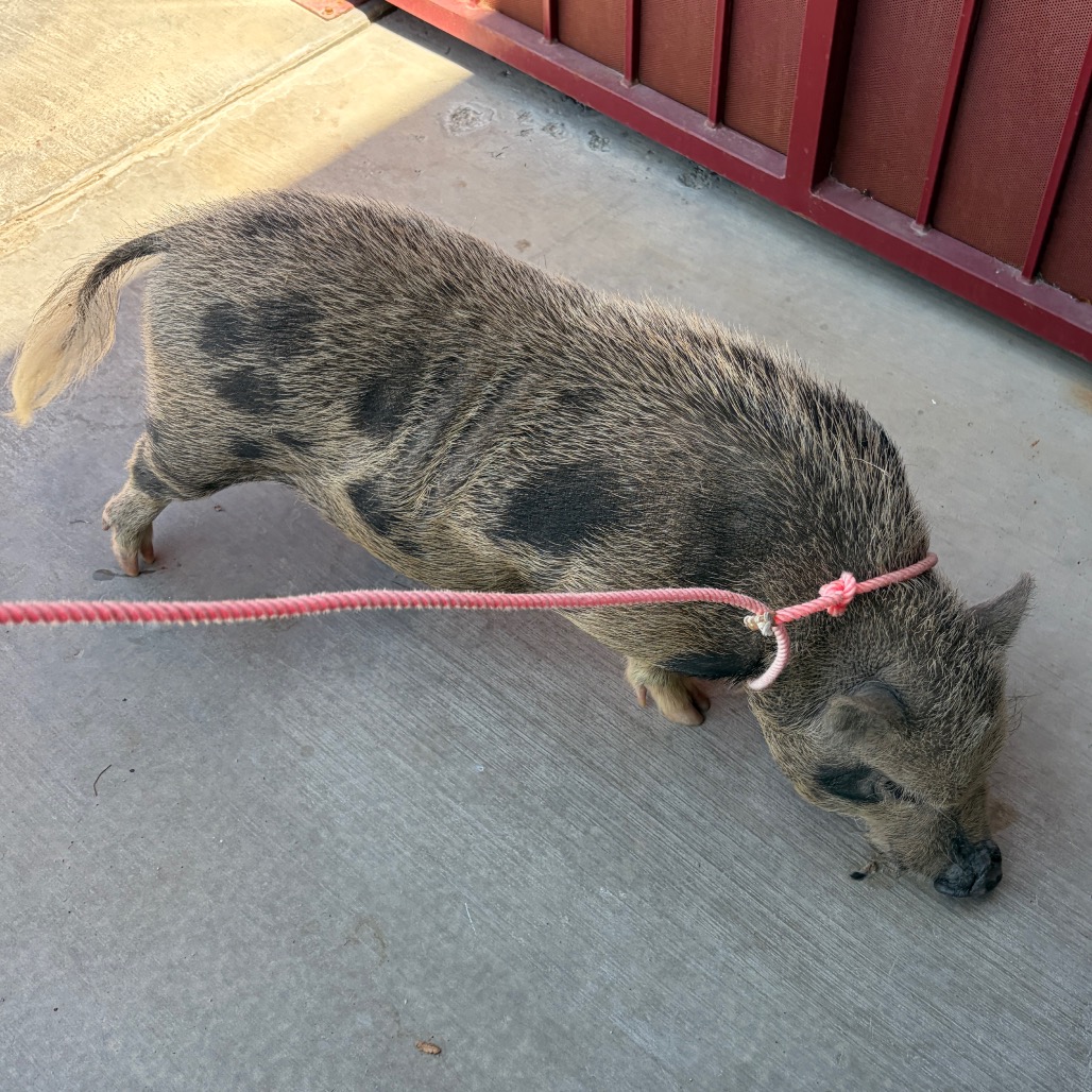 PUA - Vietnamese Potbelly available for adoption