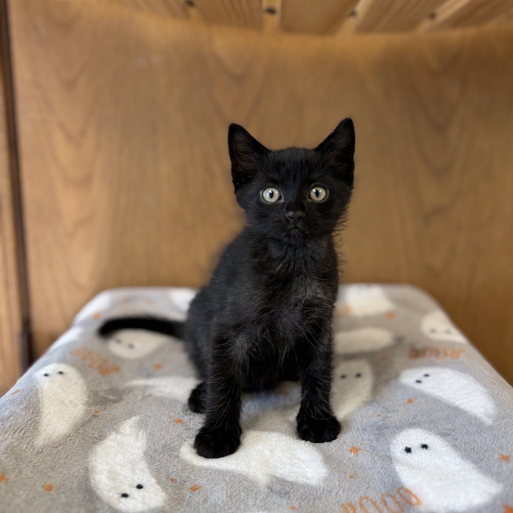 Squeakers--In Foster***ADOPTION PENDING***