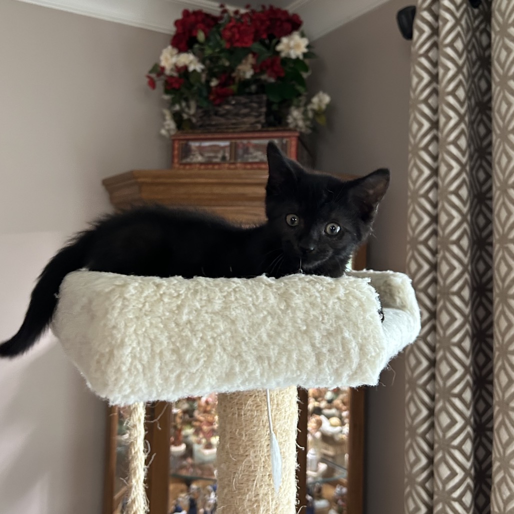 Smokey, an adoptable cat