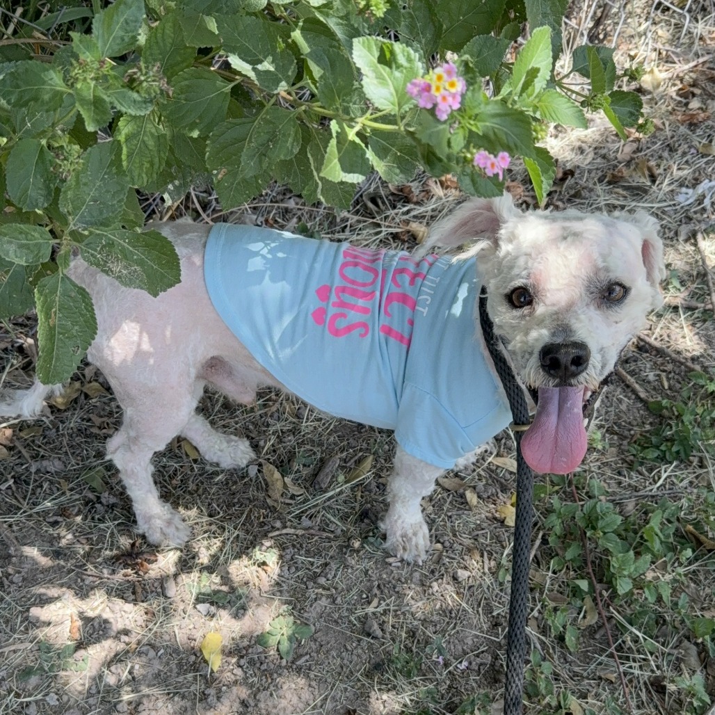 CHIMI - Poodle / Mixed Breed (Small) available for adoption