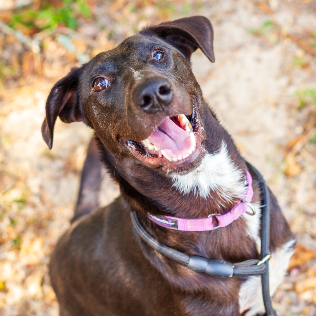 MARCO - Retriever, Labrador / Mix available for adoption