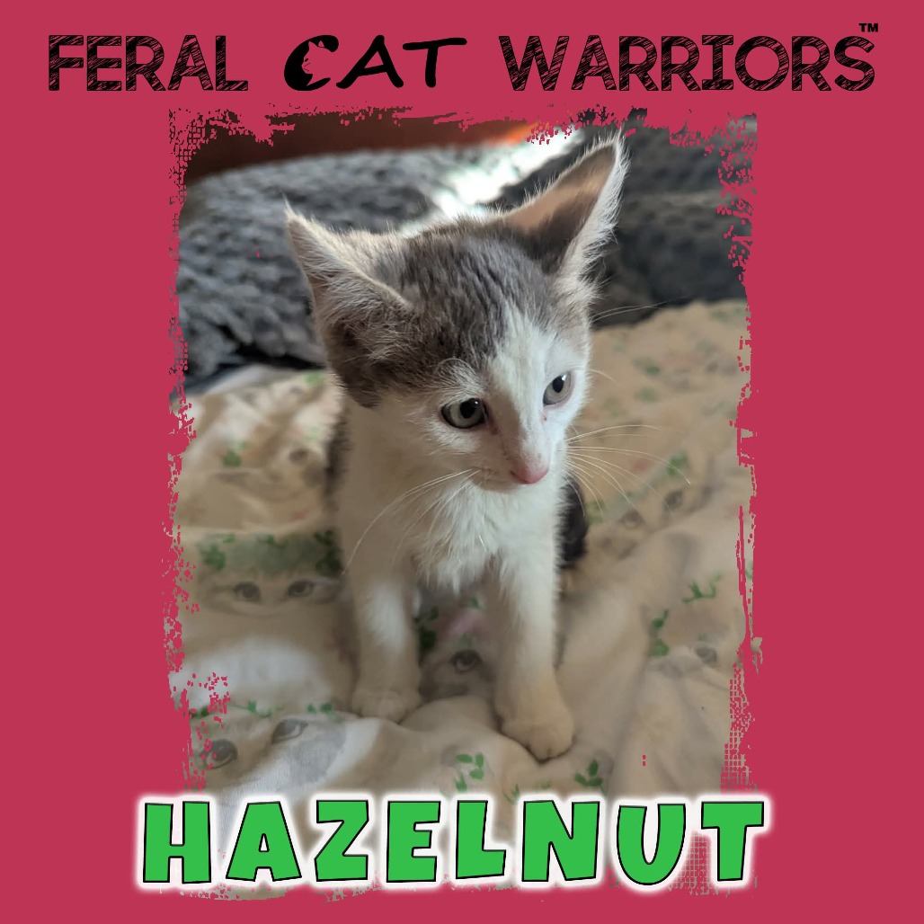 Hazelnut