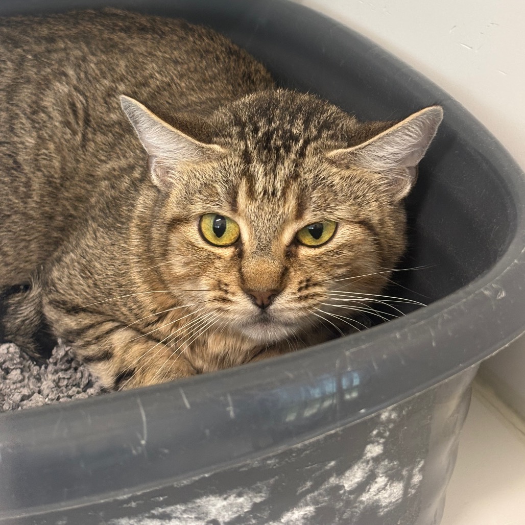 MILKY - Domestic Medium Hair / Domestic Shorthair for adoption in League City