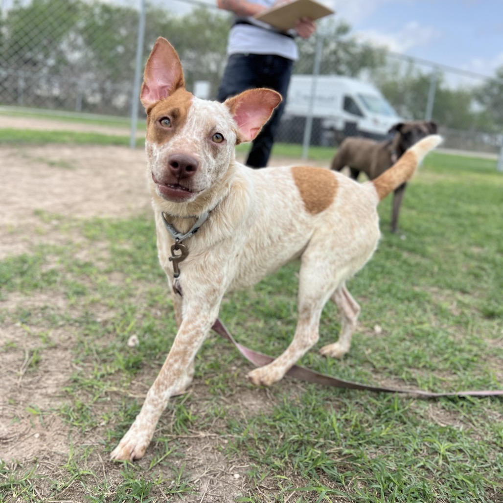 Sweets, available for adoption at PVAS