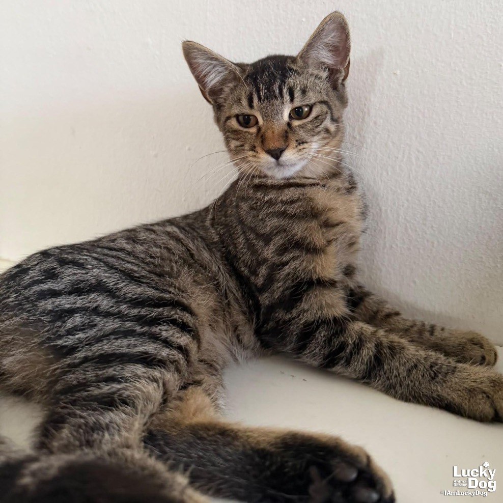 LIMA - Domestic Shorthair available for adoption