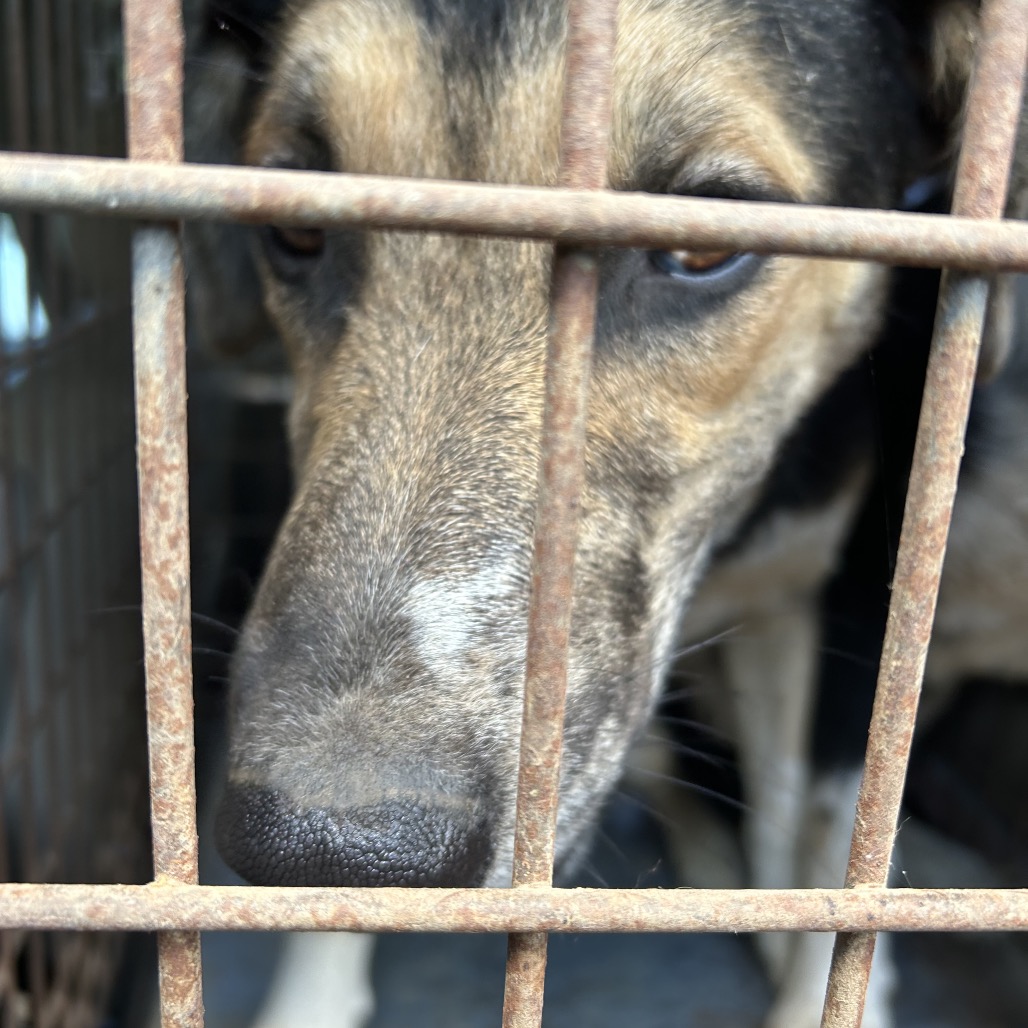JOSH - Shepherd, Anatolian / Mix for adoption in Chattanooga