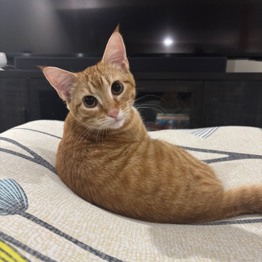 POP - Domestic Shorthair for adoption in Madison