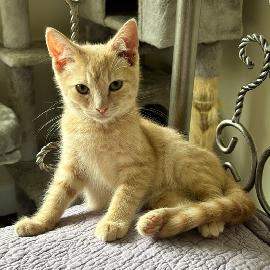 BUFFPUFF - Domestic Shorthair available for adoption