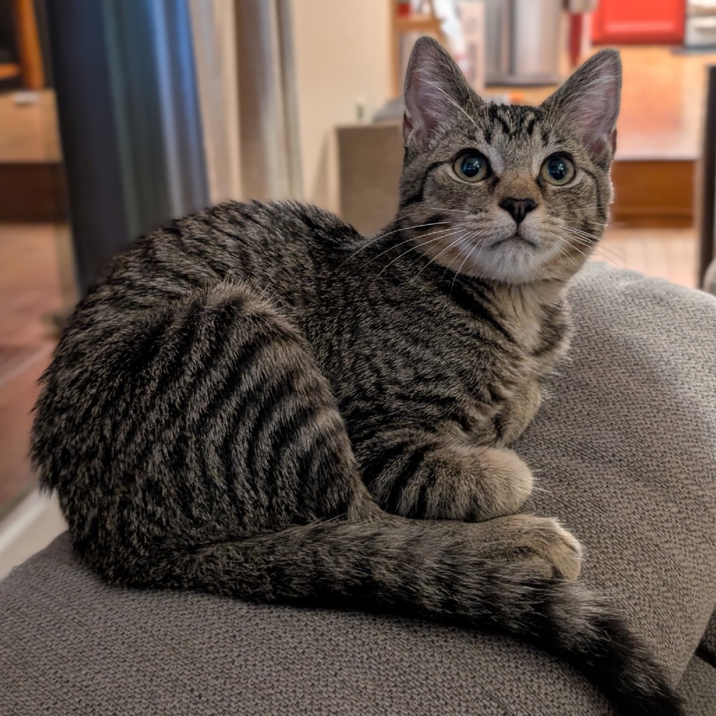 Milo, photo 5