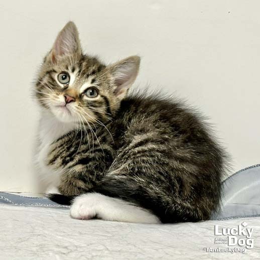 CHRISTOPHER ROBIN - Domestic Shorthair available for adoption